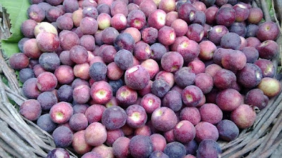 Do you know these amazing benefits of eating Black Currant.jpg
