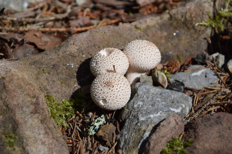 DSC_0015_800.JPG
