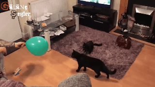 animation (73).gif