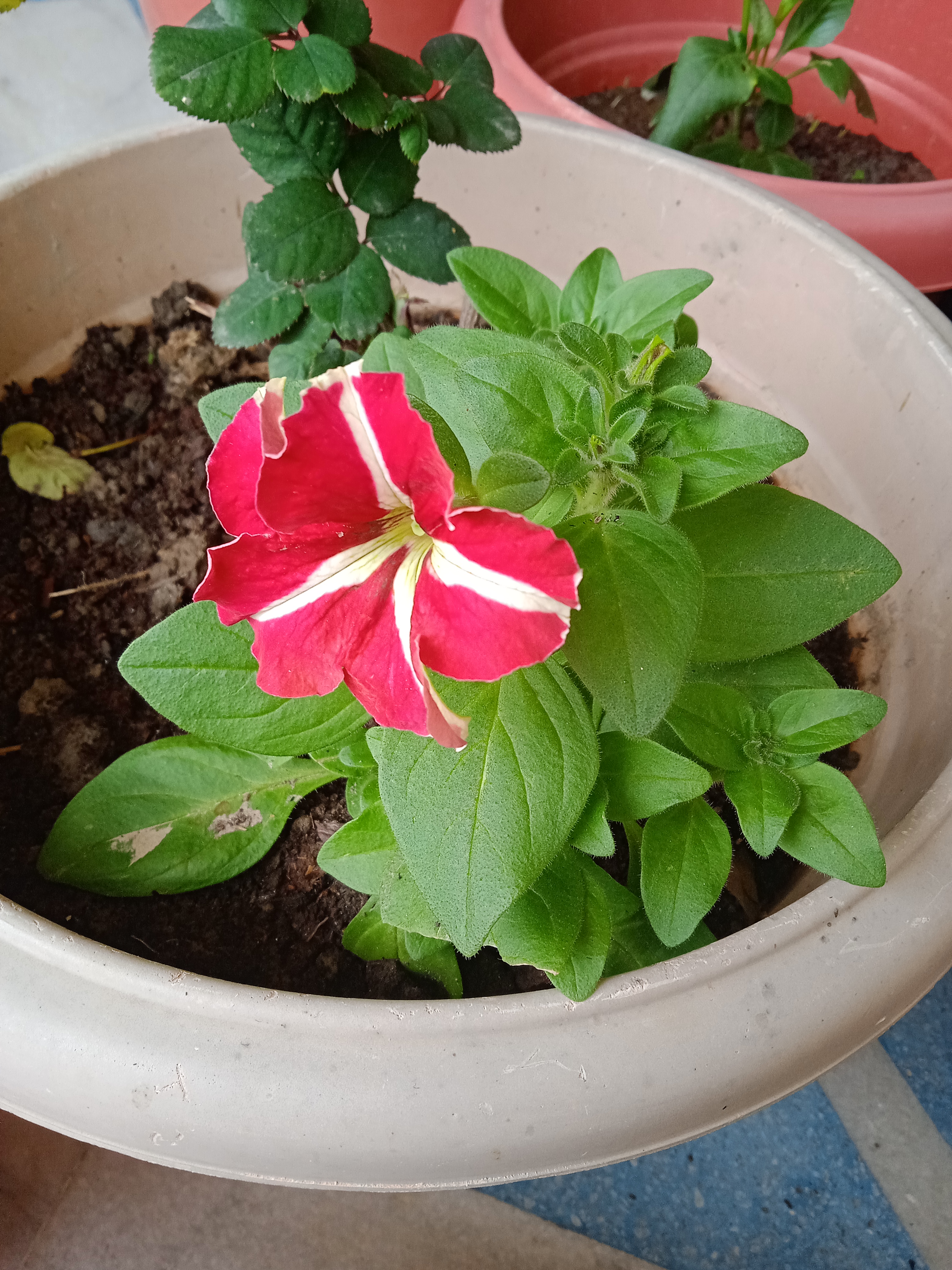 IMG_20220110_095331_1.jpg