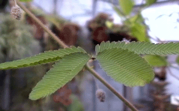 giphy-downsized (1).gif