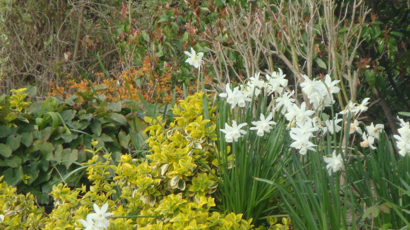 Flowers 0003 .png