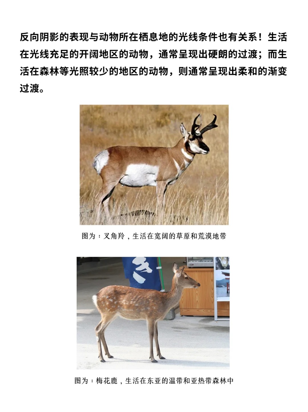 科普一分钟_ 动物长这样究竟是谁“规定”的❓_7.jpg