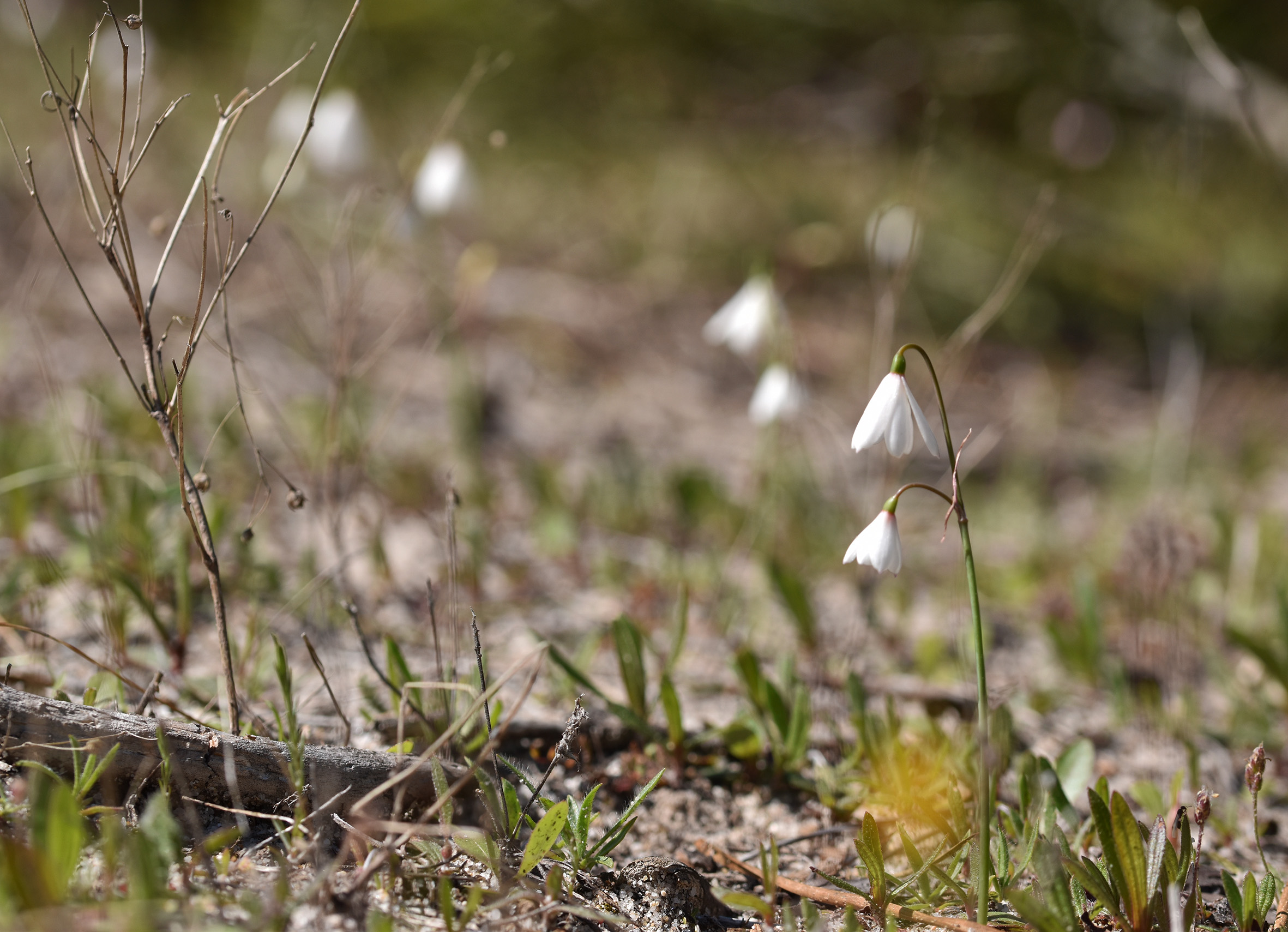 Leucojum trichophyllum wildflower snowflake 2.jpg