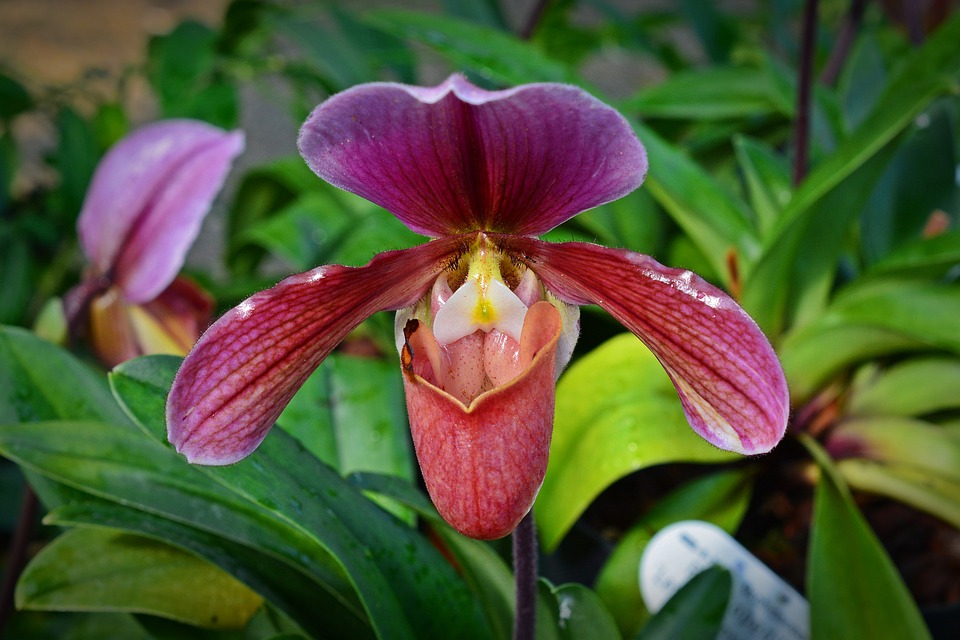orchid-1692291_960_720.jpg
