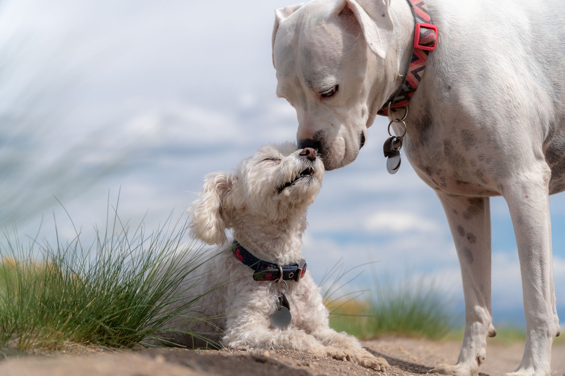 dogs-4429513_1920.jpg