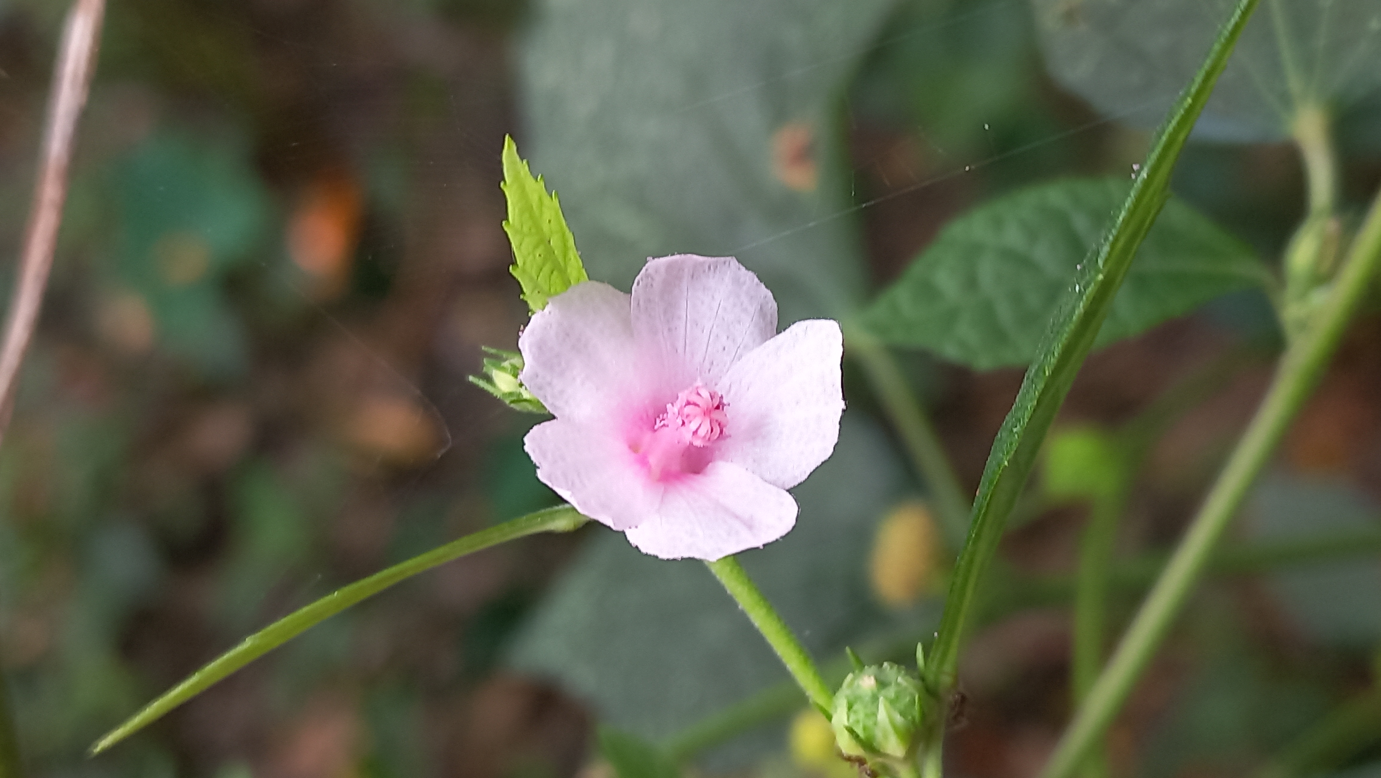 Flower photography
