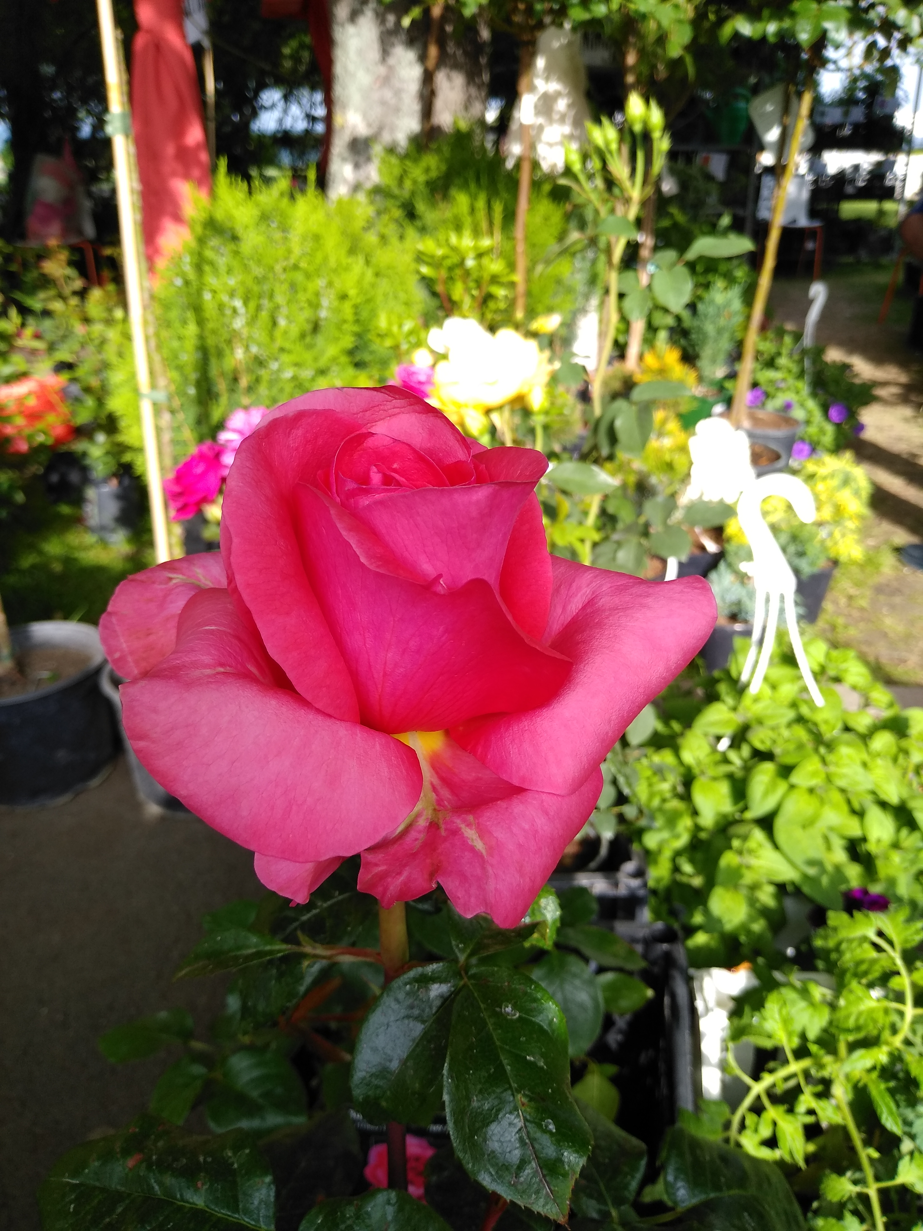 IMG_20190505_172930.jpg