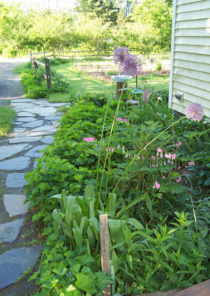 East - giant allium, bleeding heart, lungwort, hyssop, violets, white iris crop June 2019.jpg