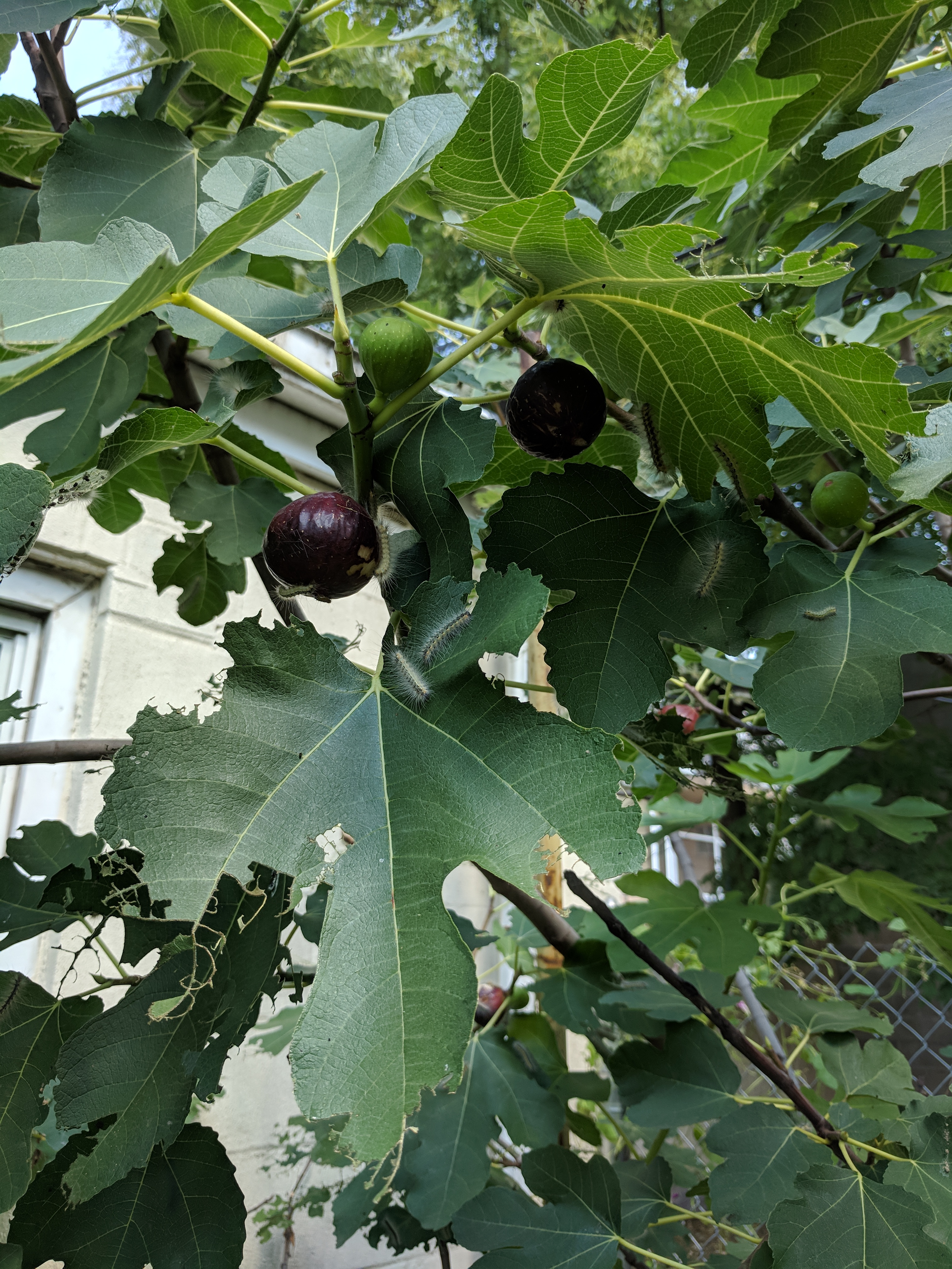 IMG_20180906_130709.jpg