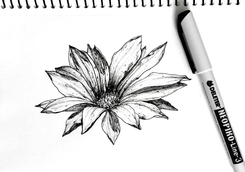 gazania-flower-drawing.jpg