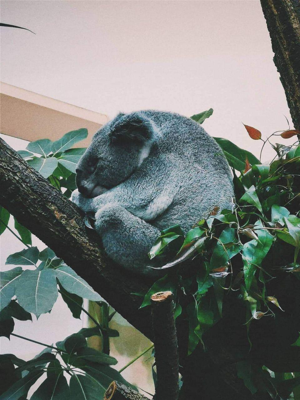 koala.jpg