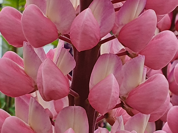 pink-bubbles-reykholt-artfabrik.jpg