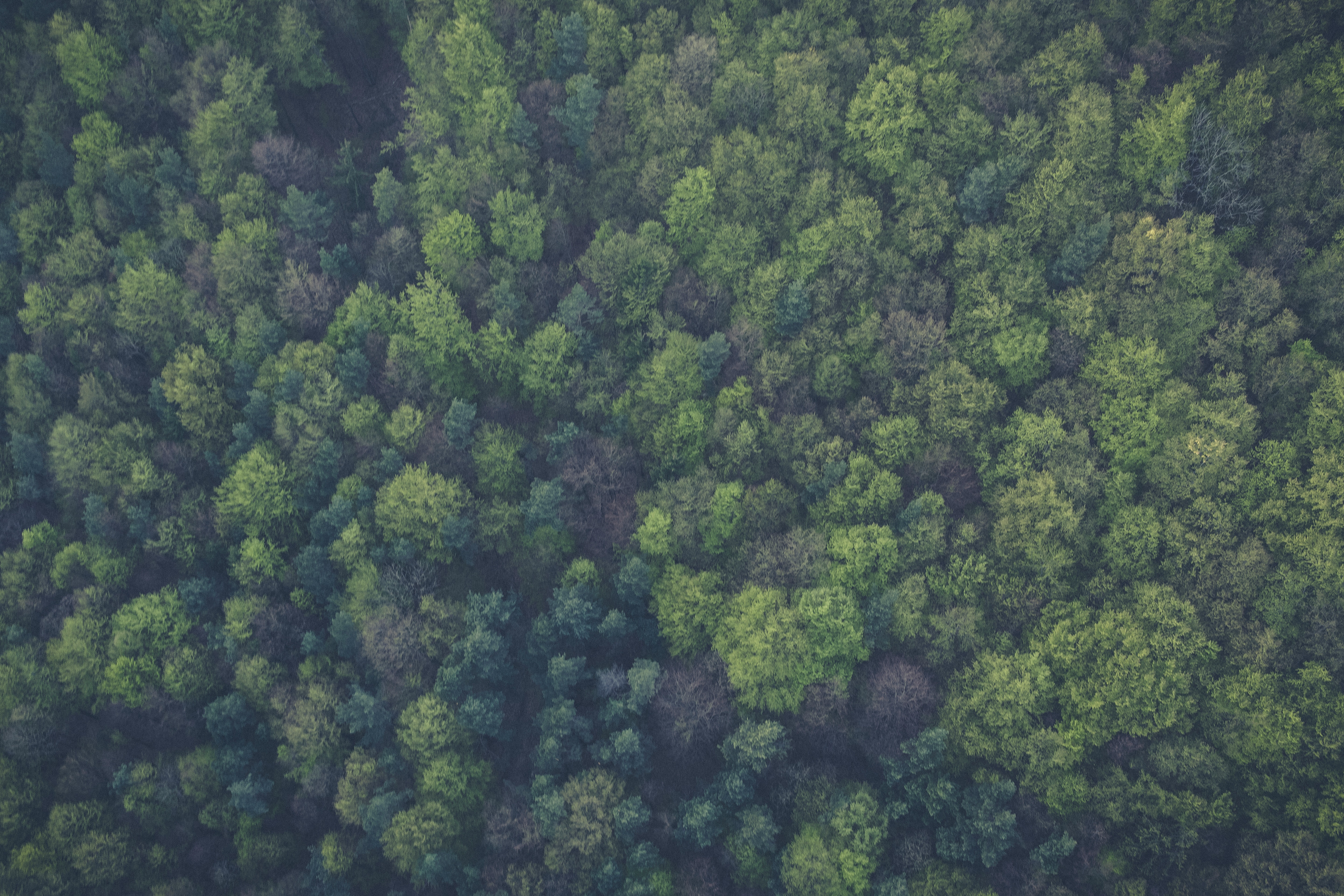 bird-s-eye-view-forest-green-113338.jpg