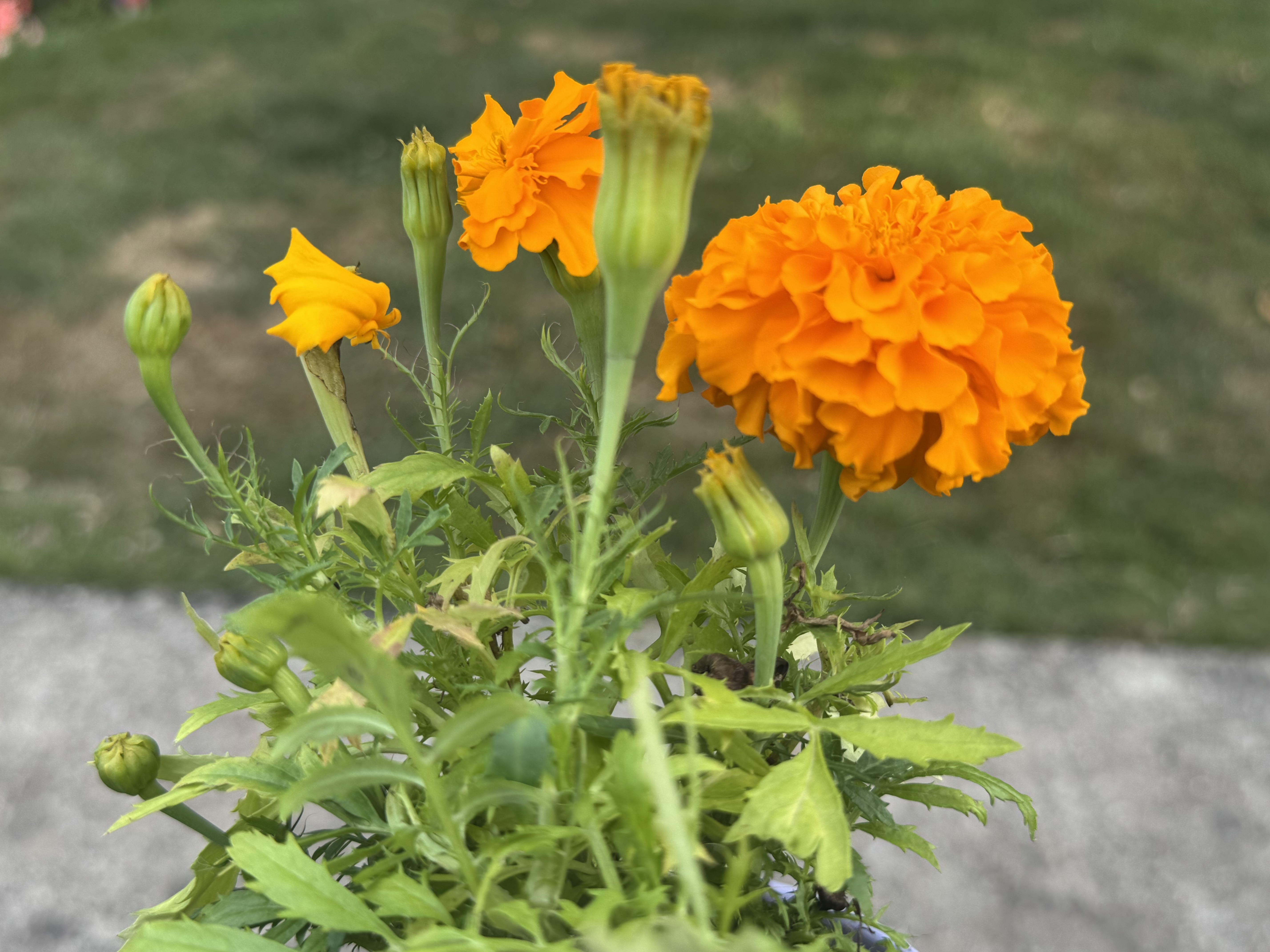 IMG_3674.jpeg