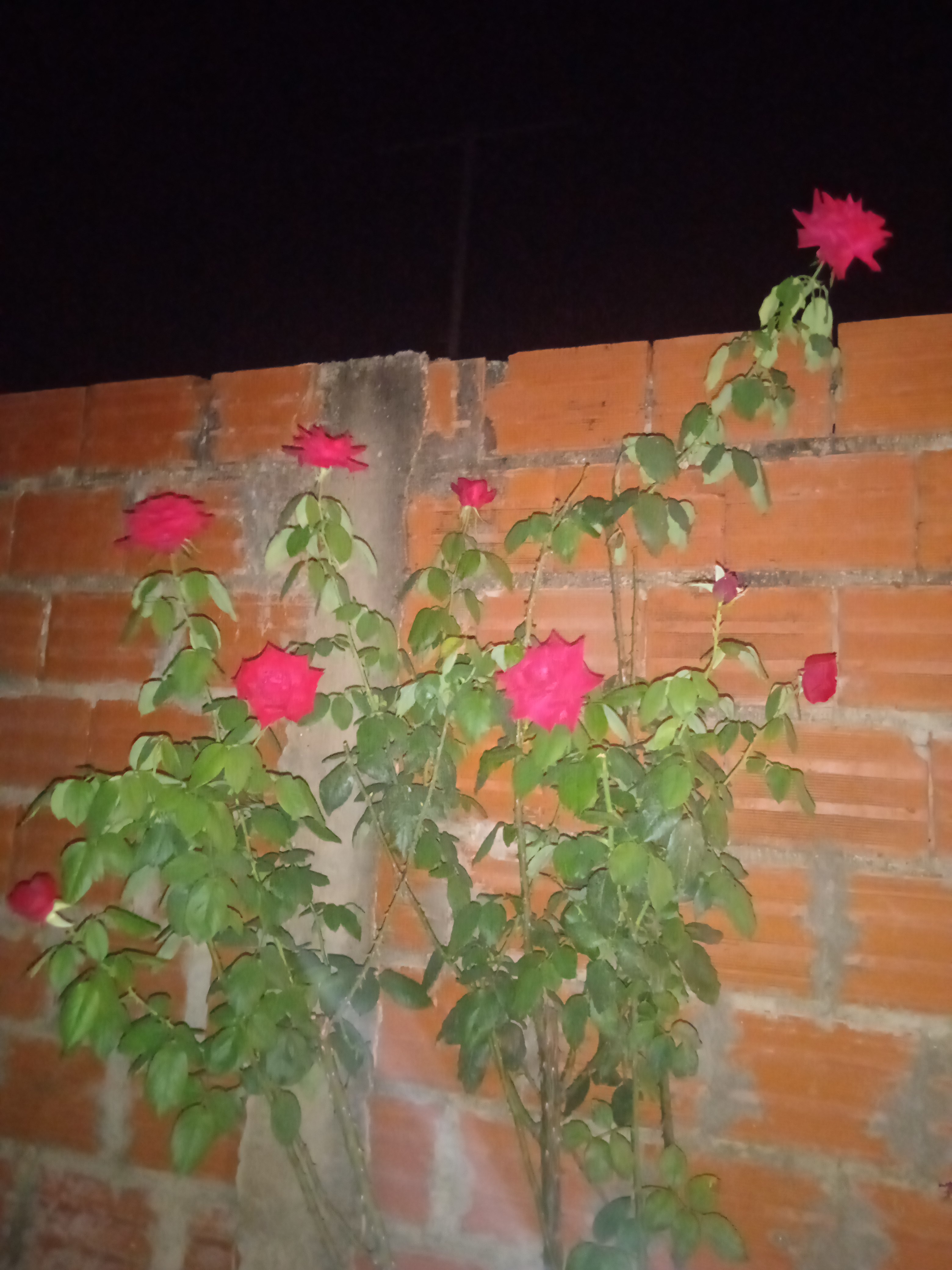 IMG_20210331_220956.jpg