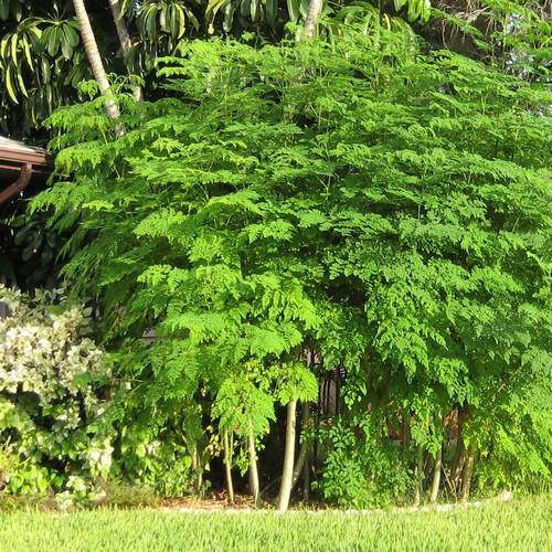 Ben_Oil_Tree_2.jpg