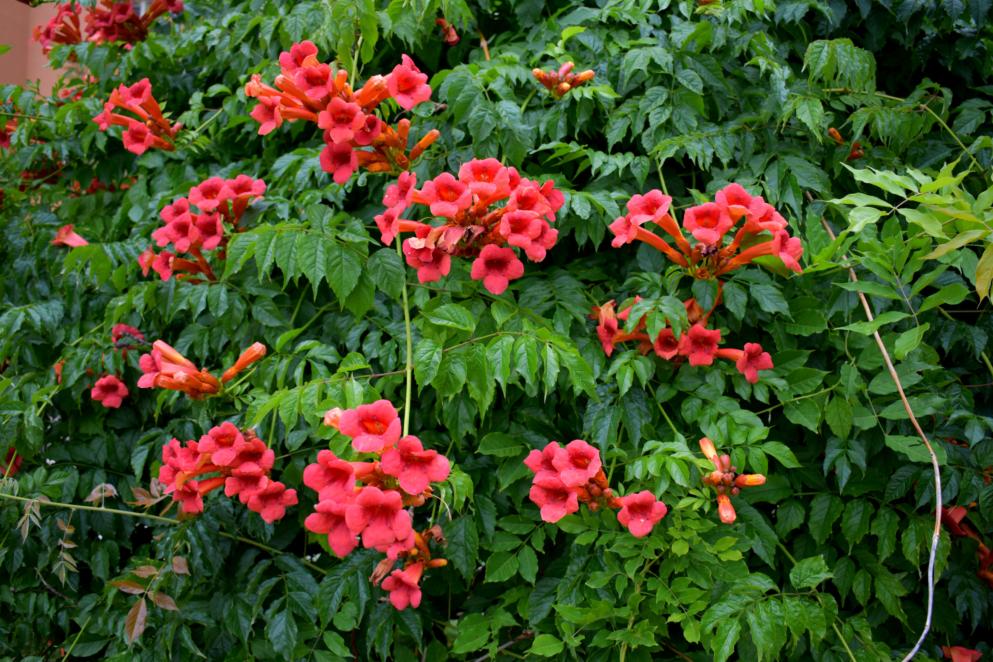 Вьющееся растение с красными цветами фото и названия