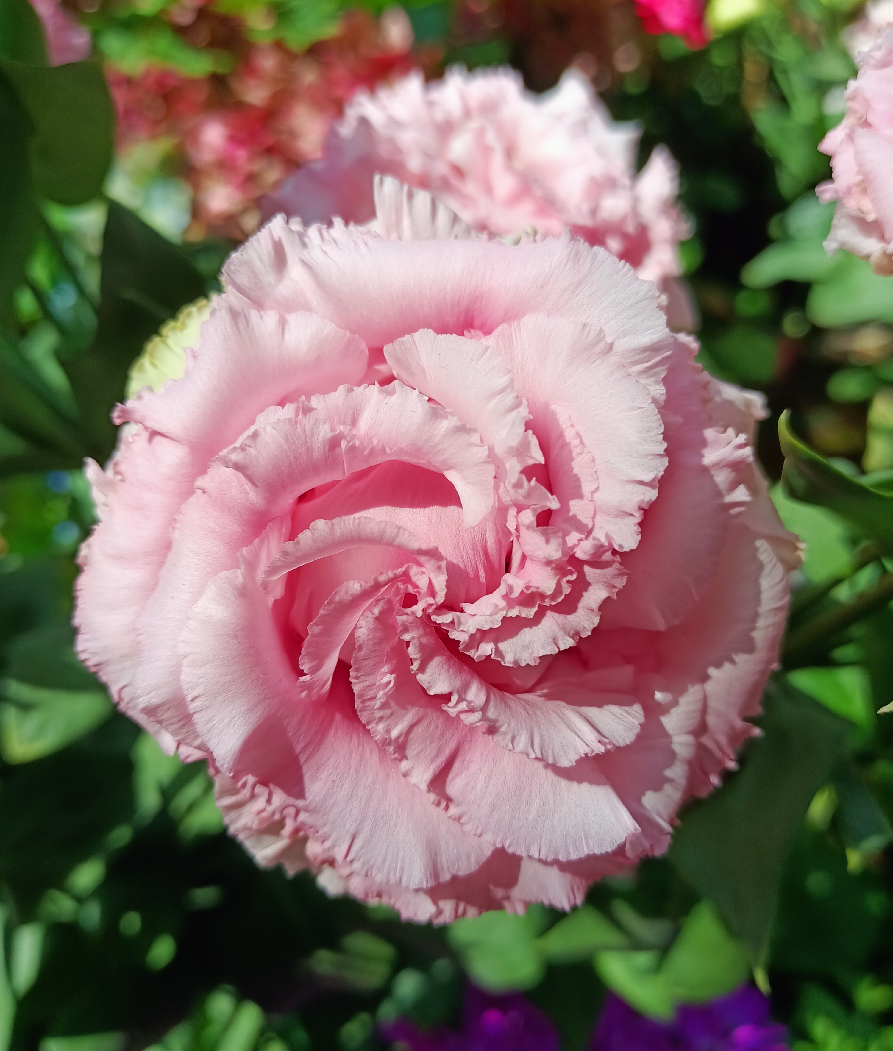 Eustoma.jpg