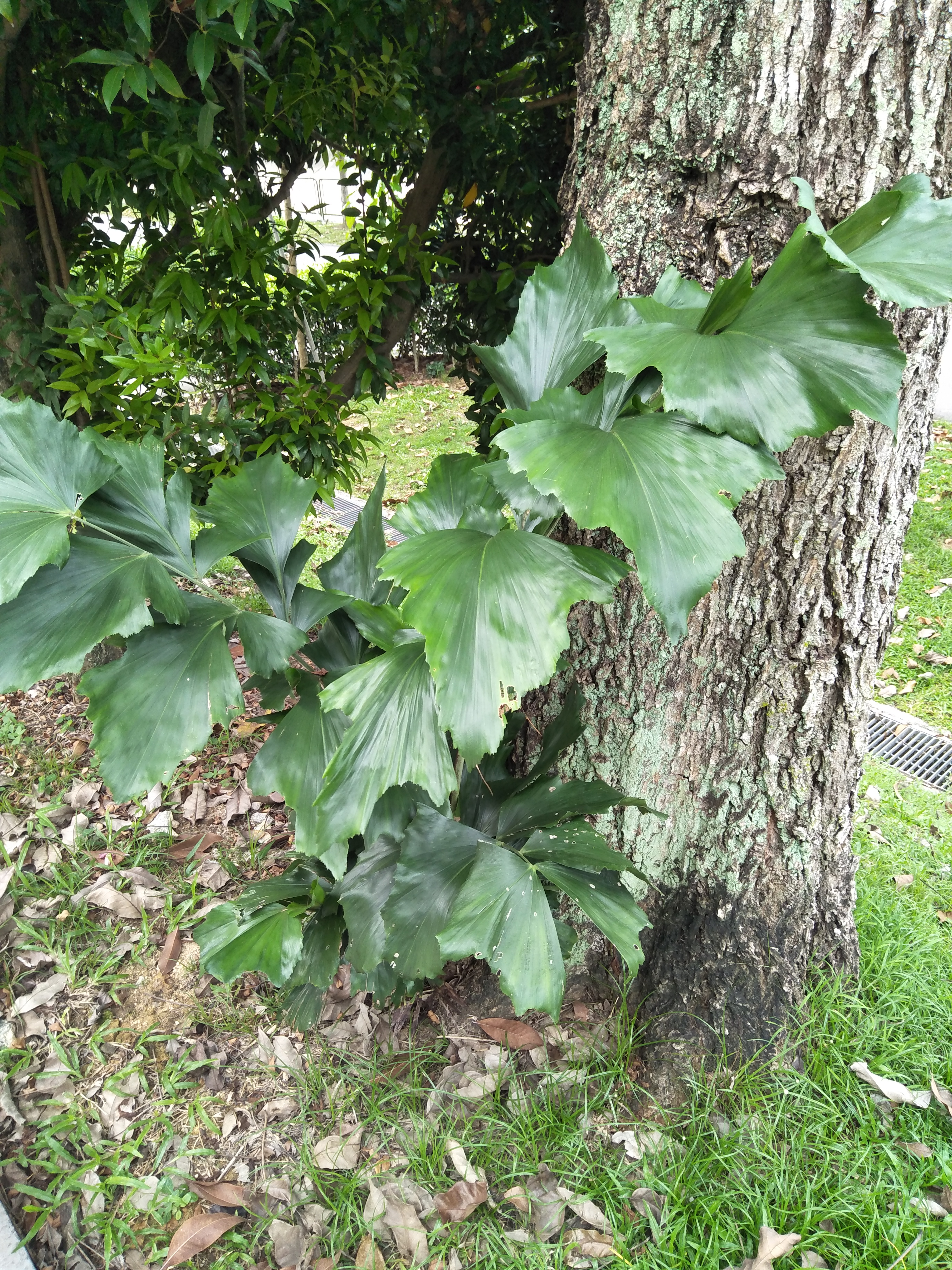 IMG20200428171041.jpg