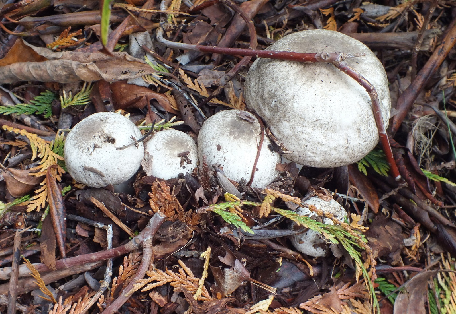 2670-Mushrooms.jpg