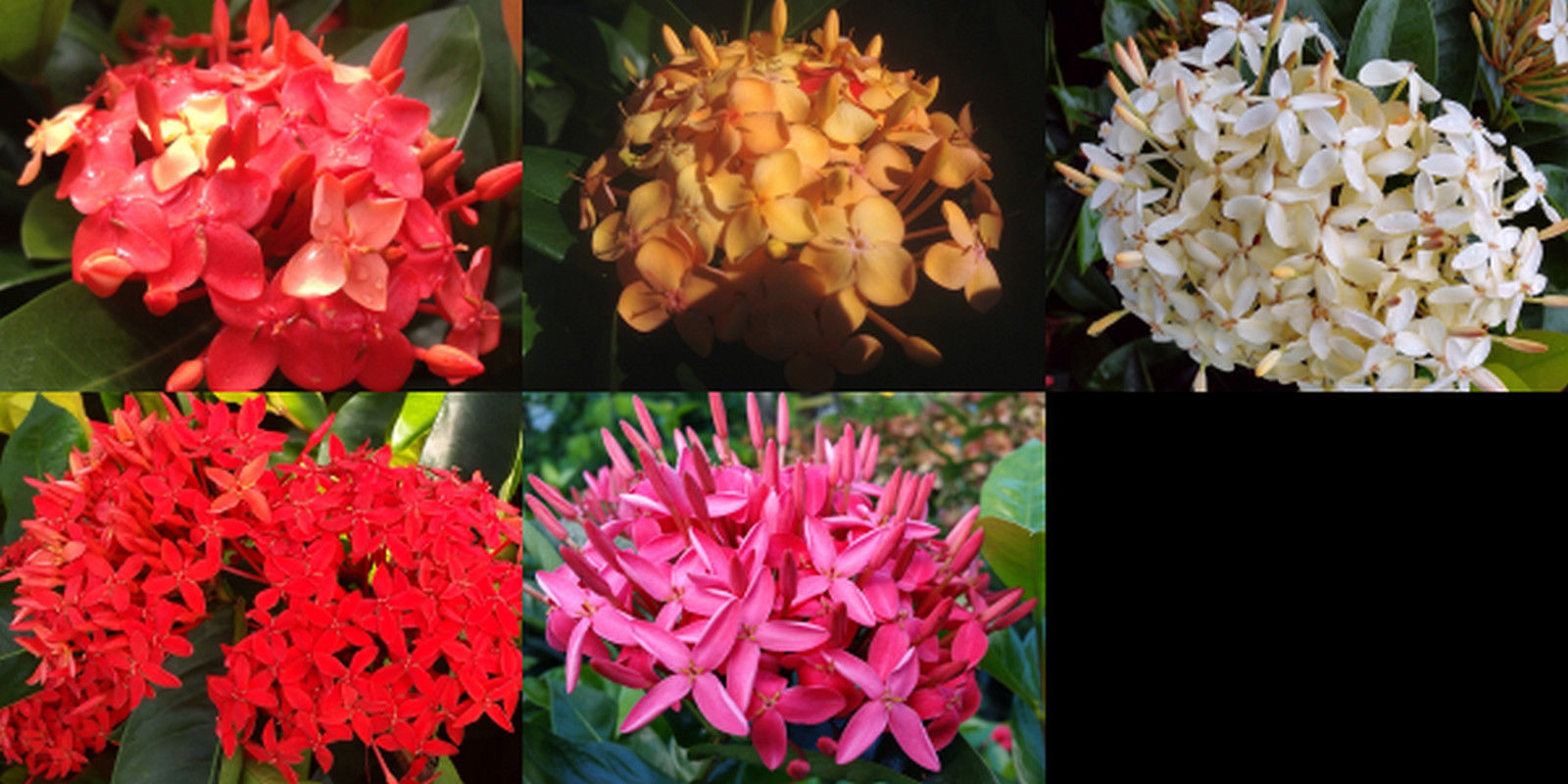 ixora.jpg