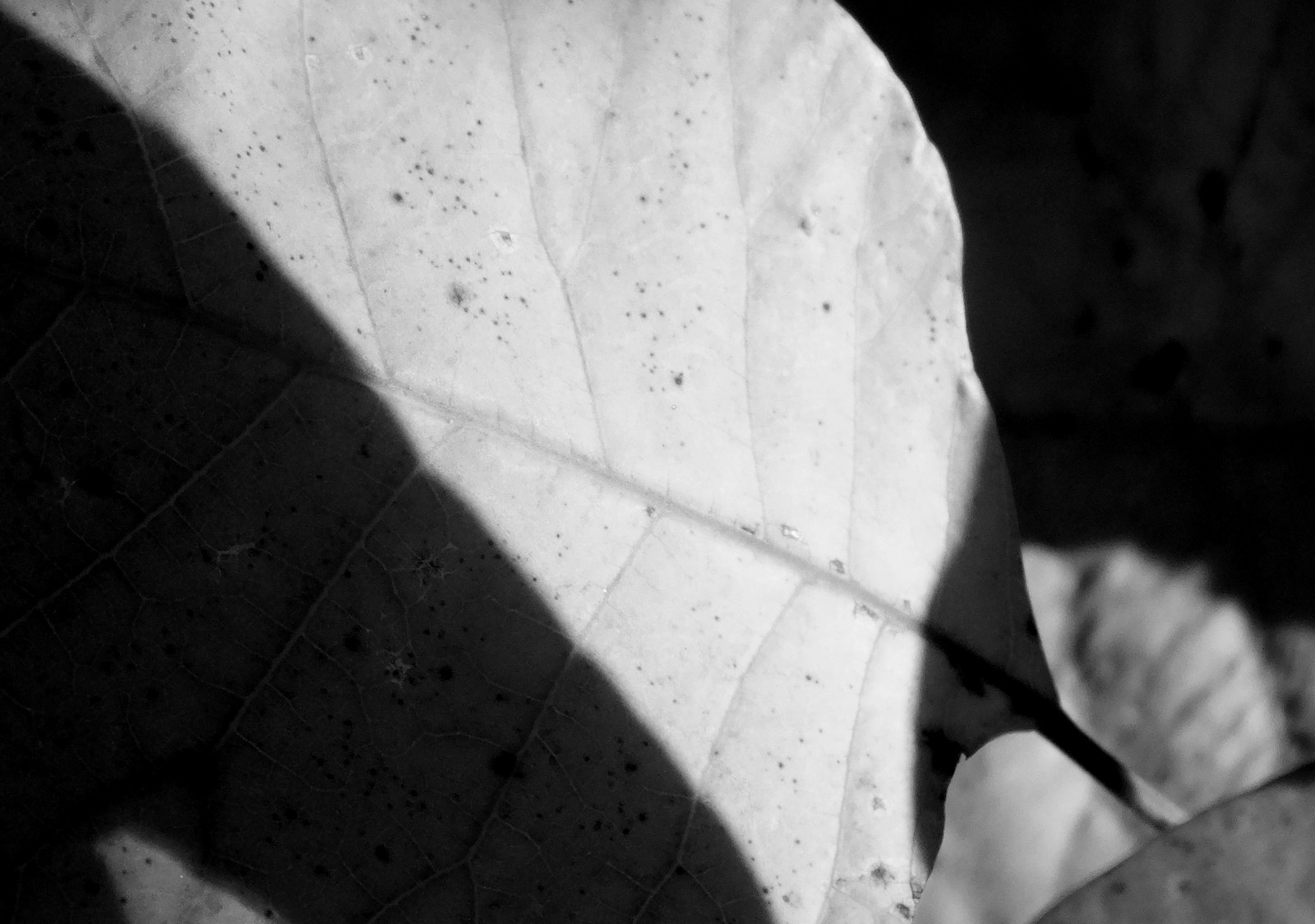 RD0228-LightShadow.jpg