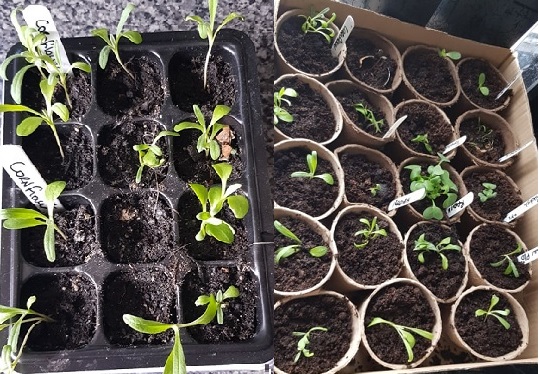 GARDENING 31.jpg