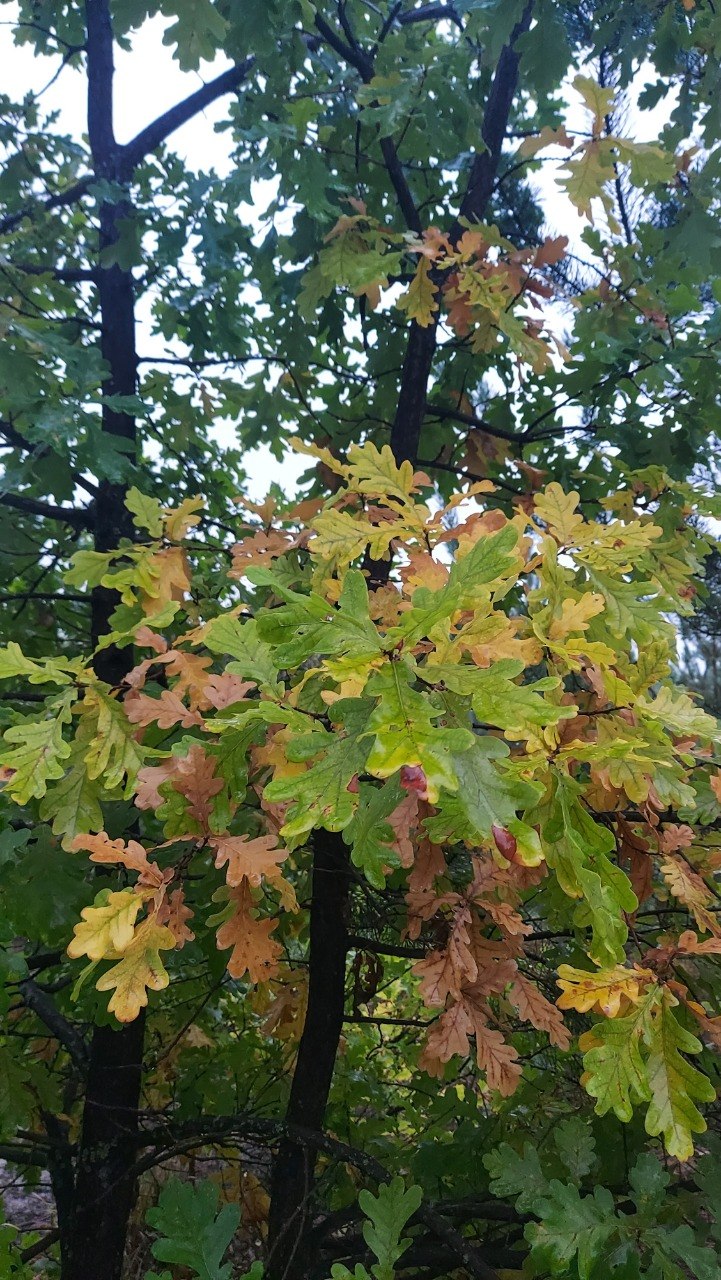 IMG_6723.jpeg
