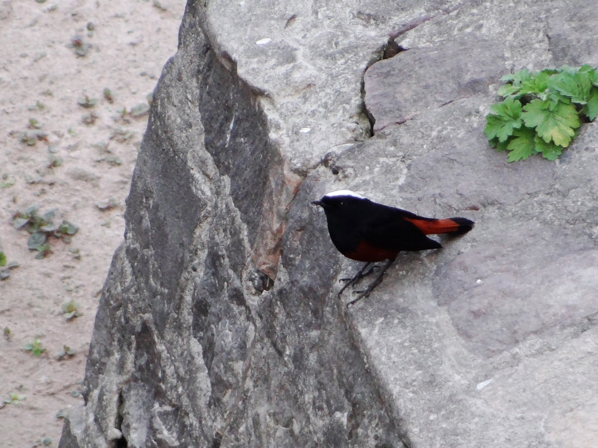 DSC06334.JPG