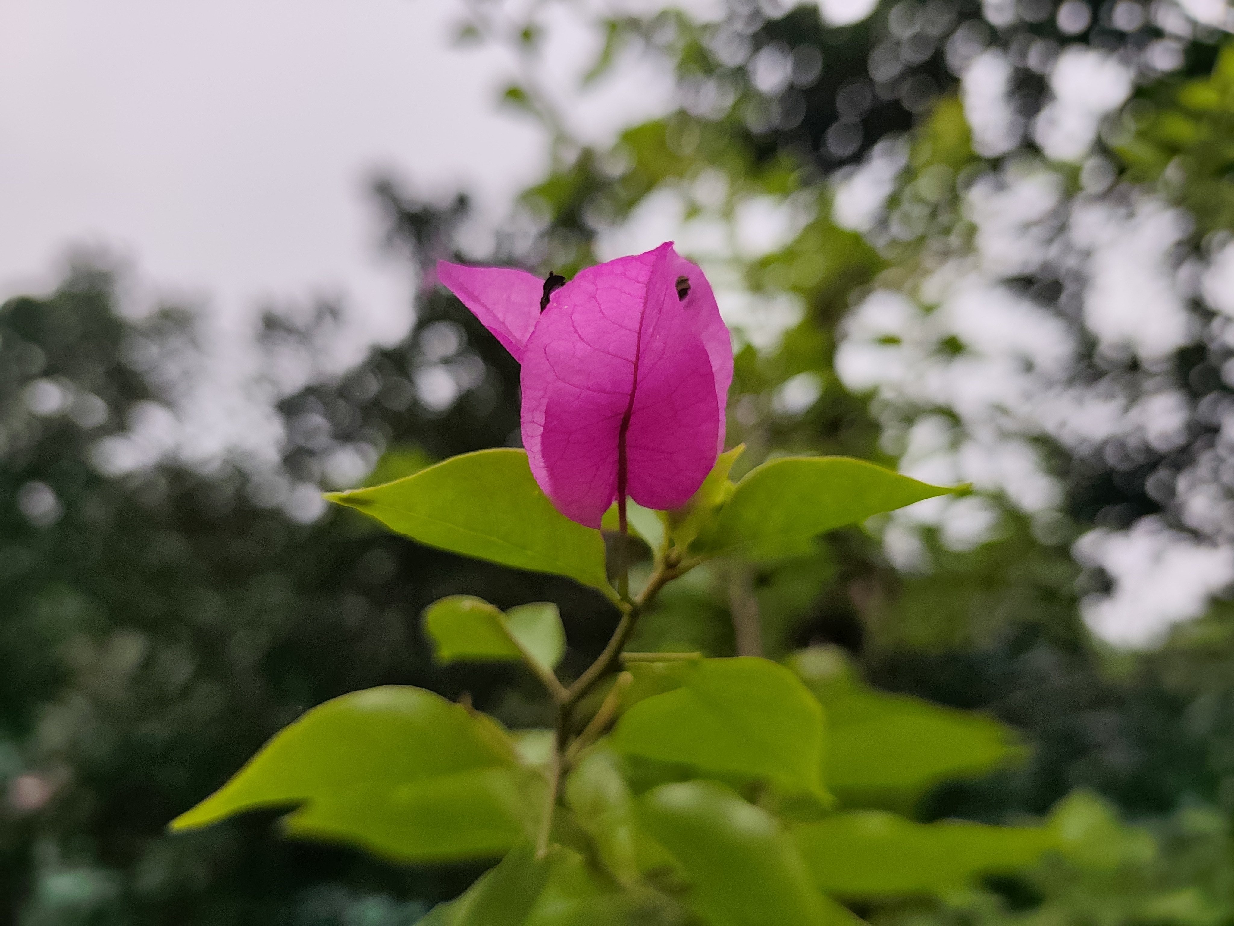 1785849662906.jpg