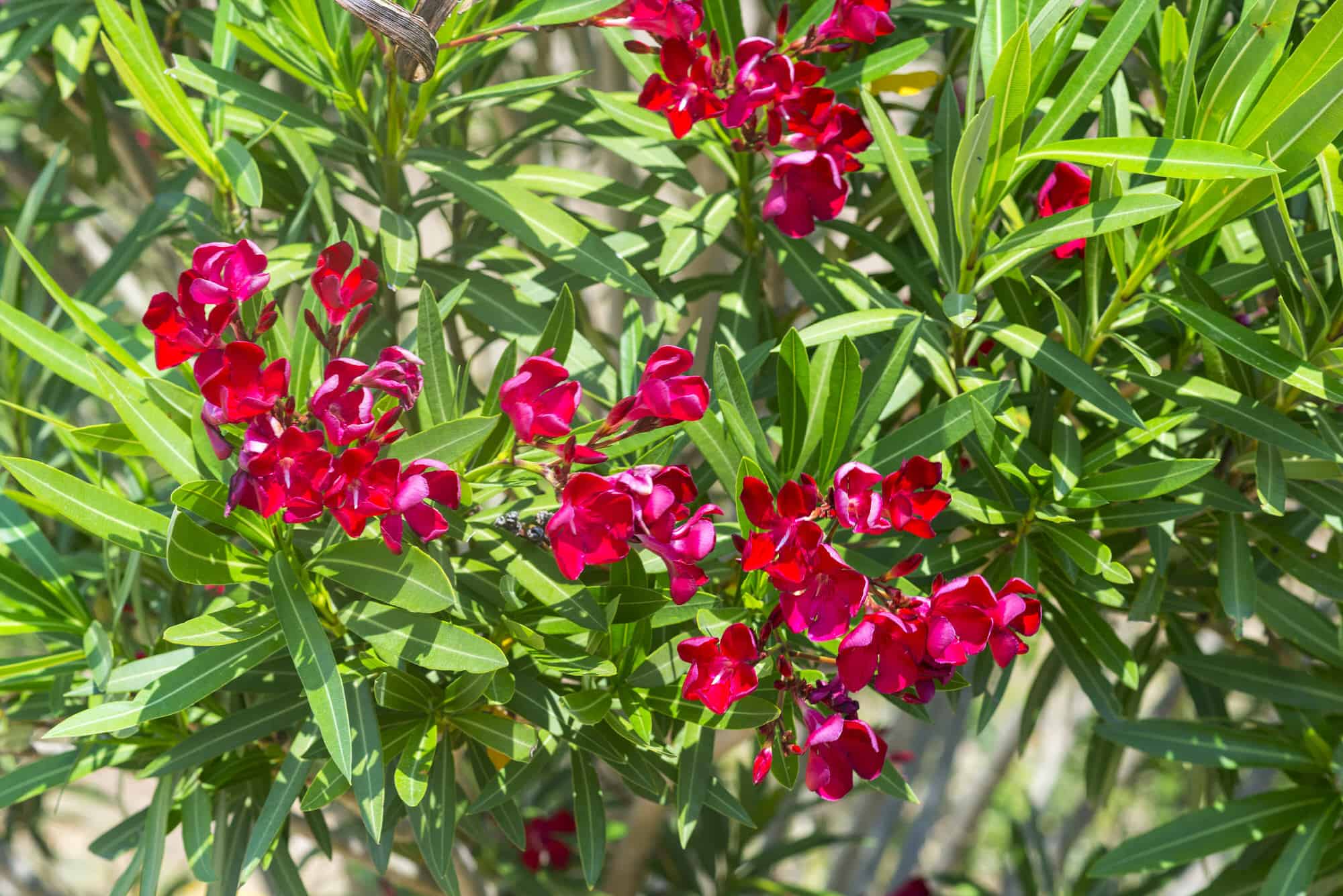 Red-Common-Oleander-Nerium-Oleander-desert-horizon-nursery.jpeg