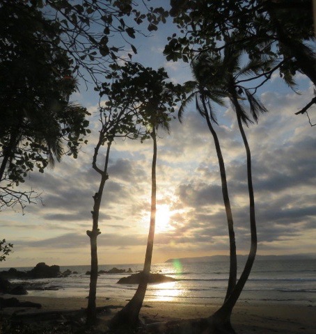 sunset through trees.jpg