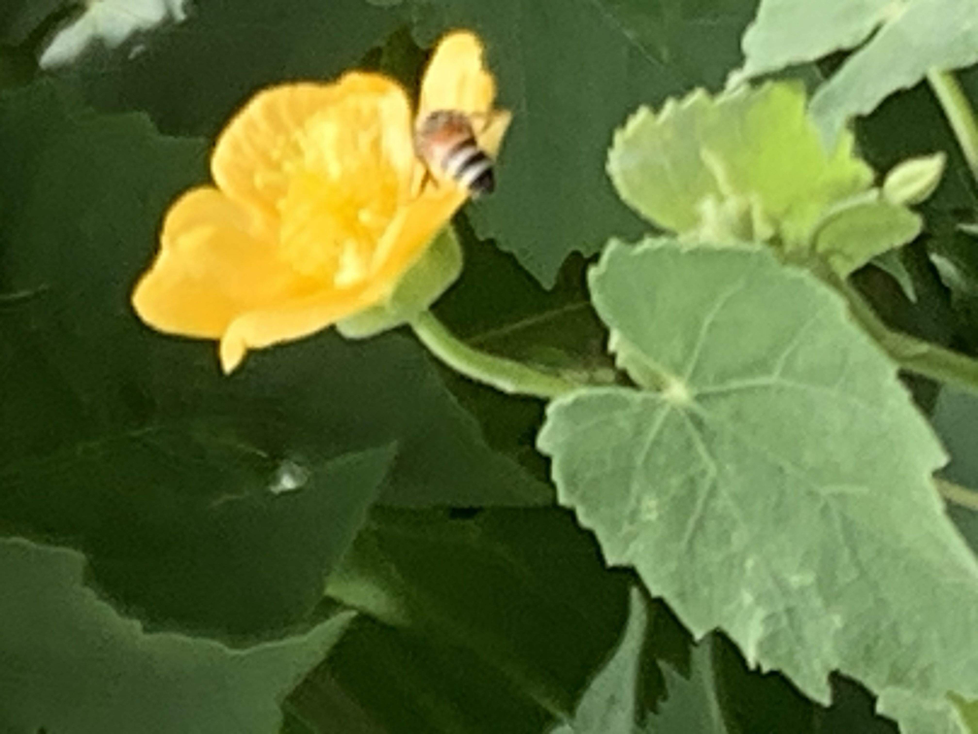 nature615.jpg