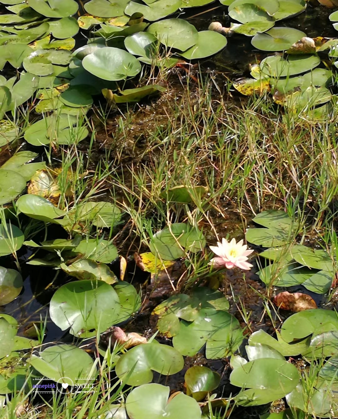艾溪湖秋景Autumn view of aixi lake