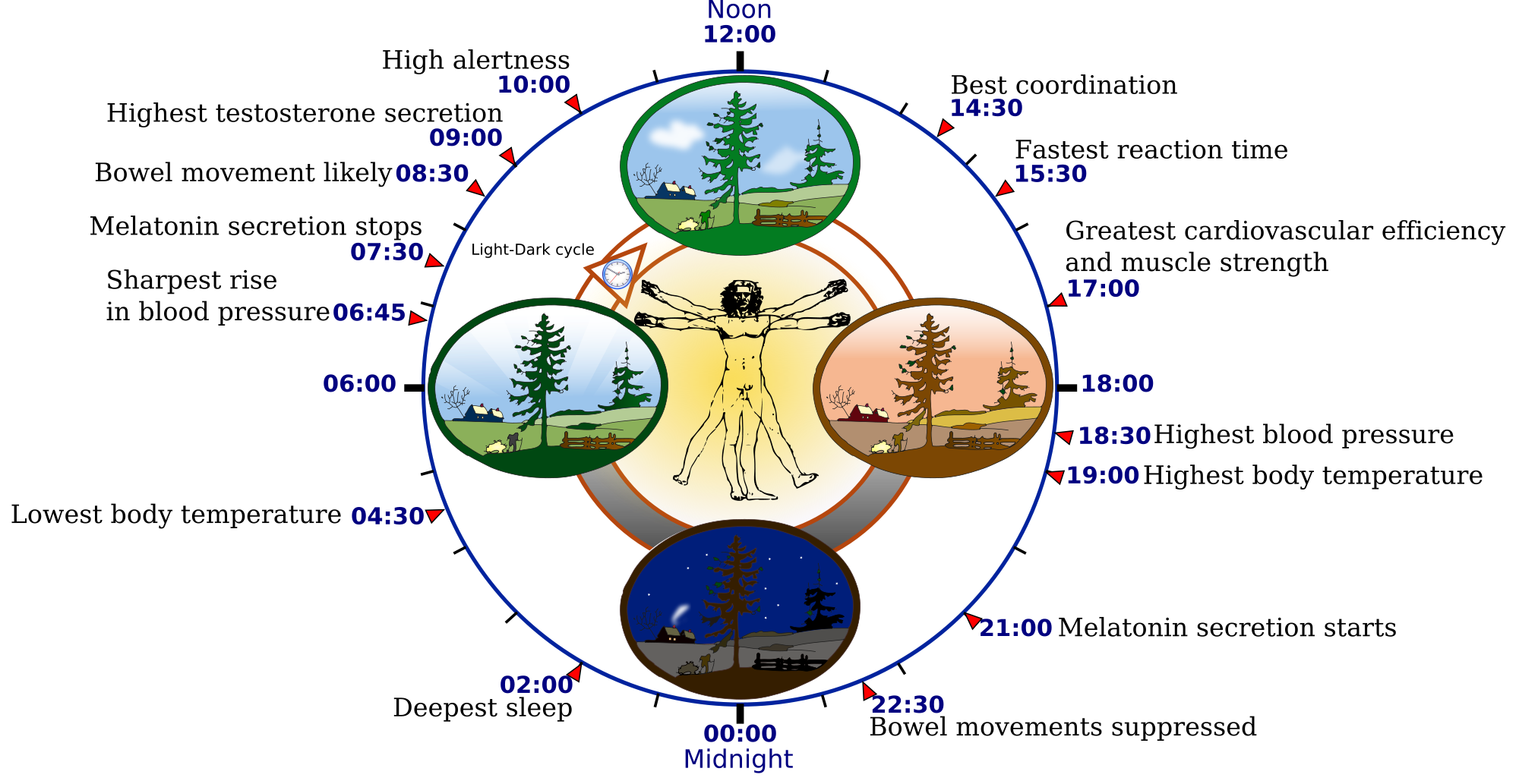 2000px-Biological_clock_human.svg.png