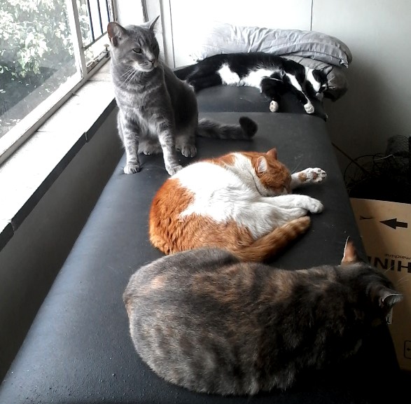 catss.jpg