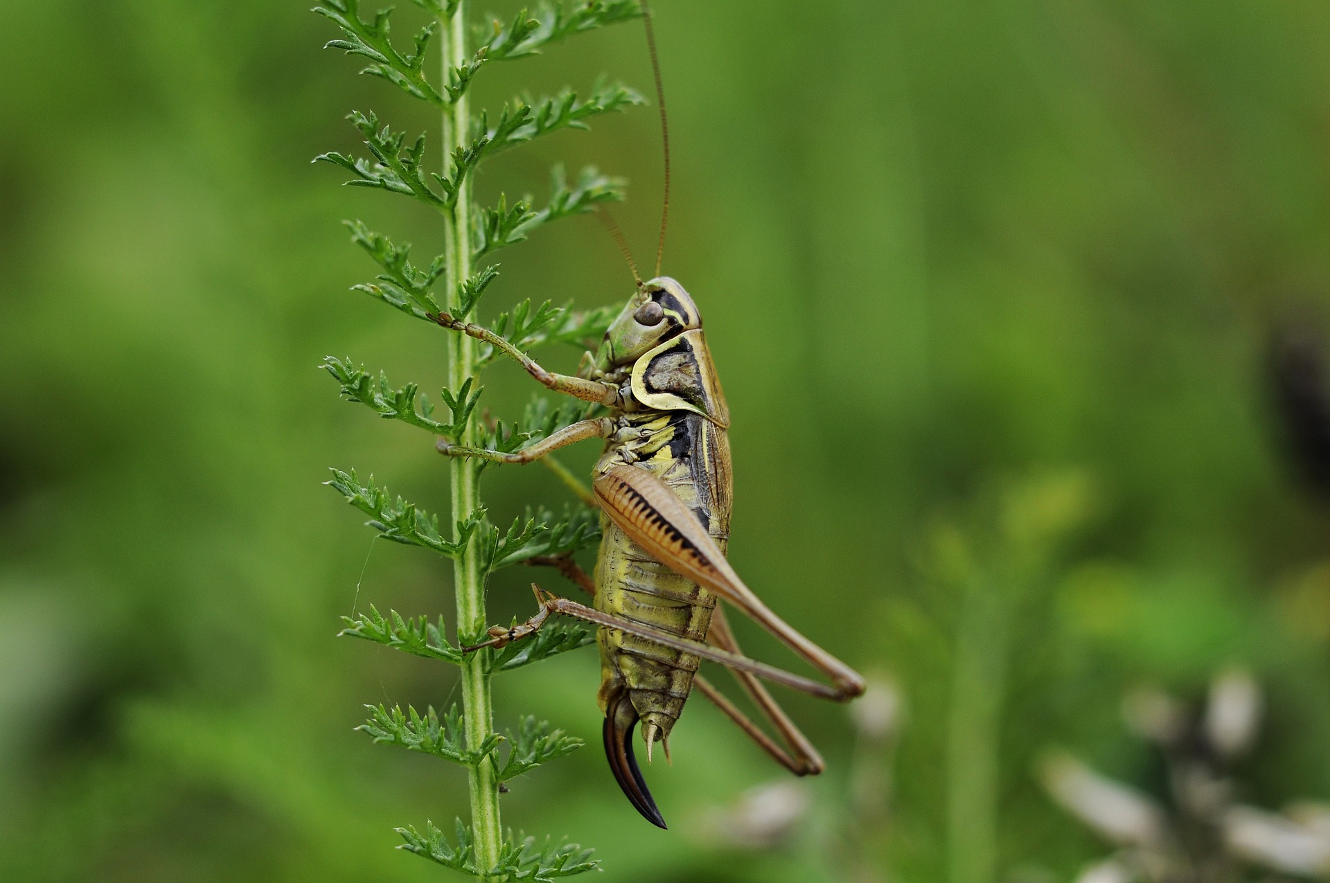 cricket-796465_1920.jpg