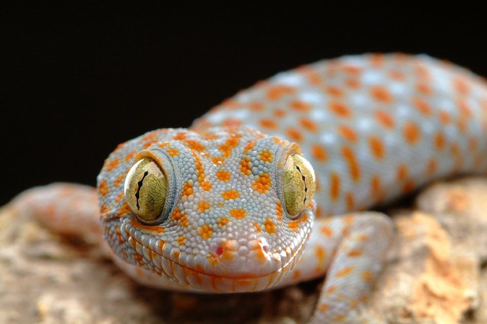 tokay-geckos-for-sale.jpg