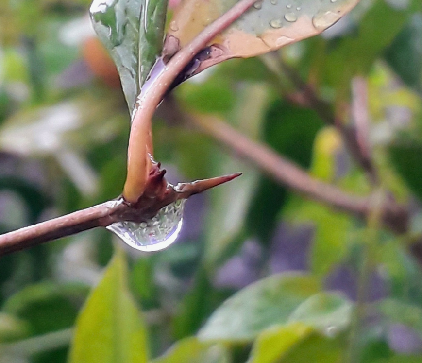 Rain drops photography _20260520_124435_0000.png