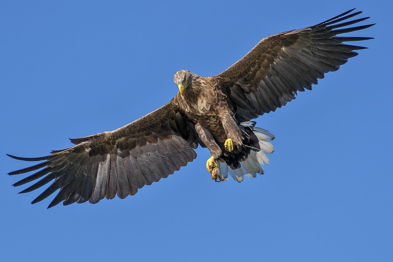 3493568-eagle-1753002_1280.jpg