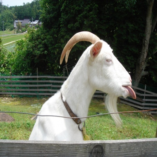 243.jpg