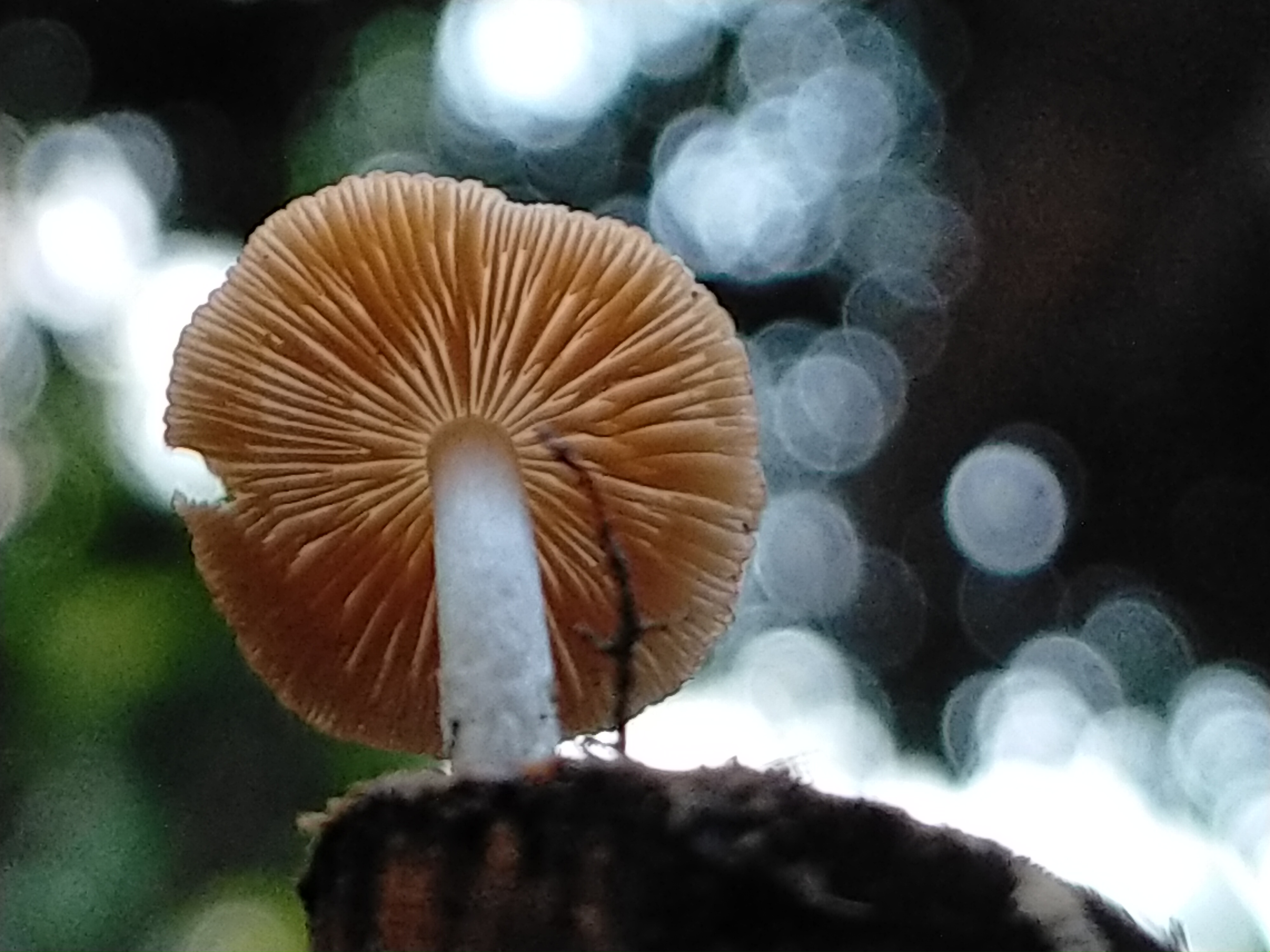 IMG20211226182715.jpg