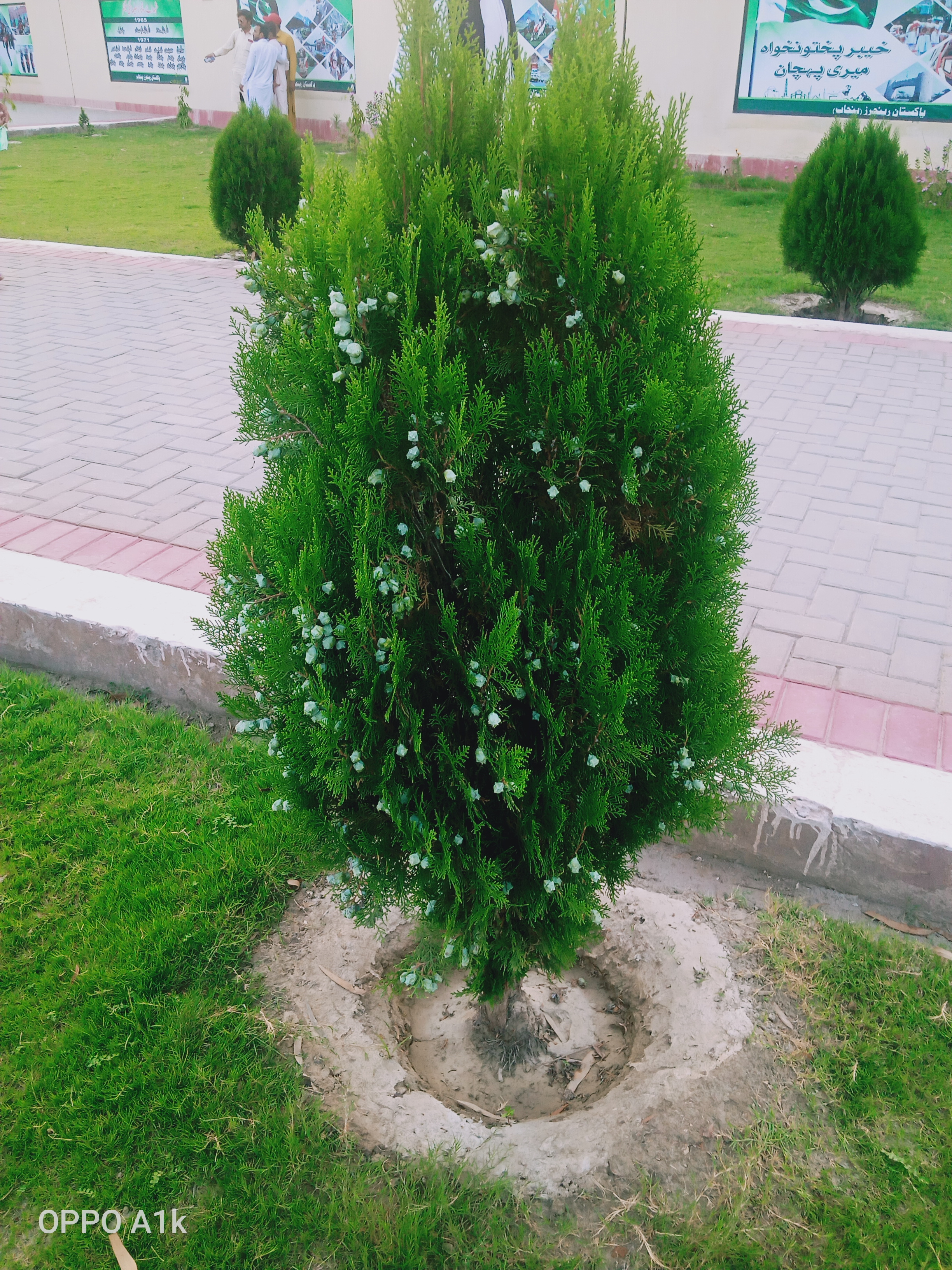 IMG20210618182256.jpg