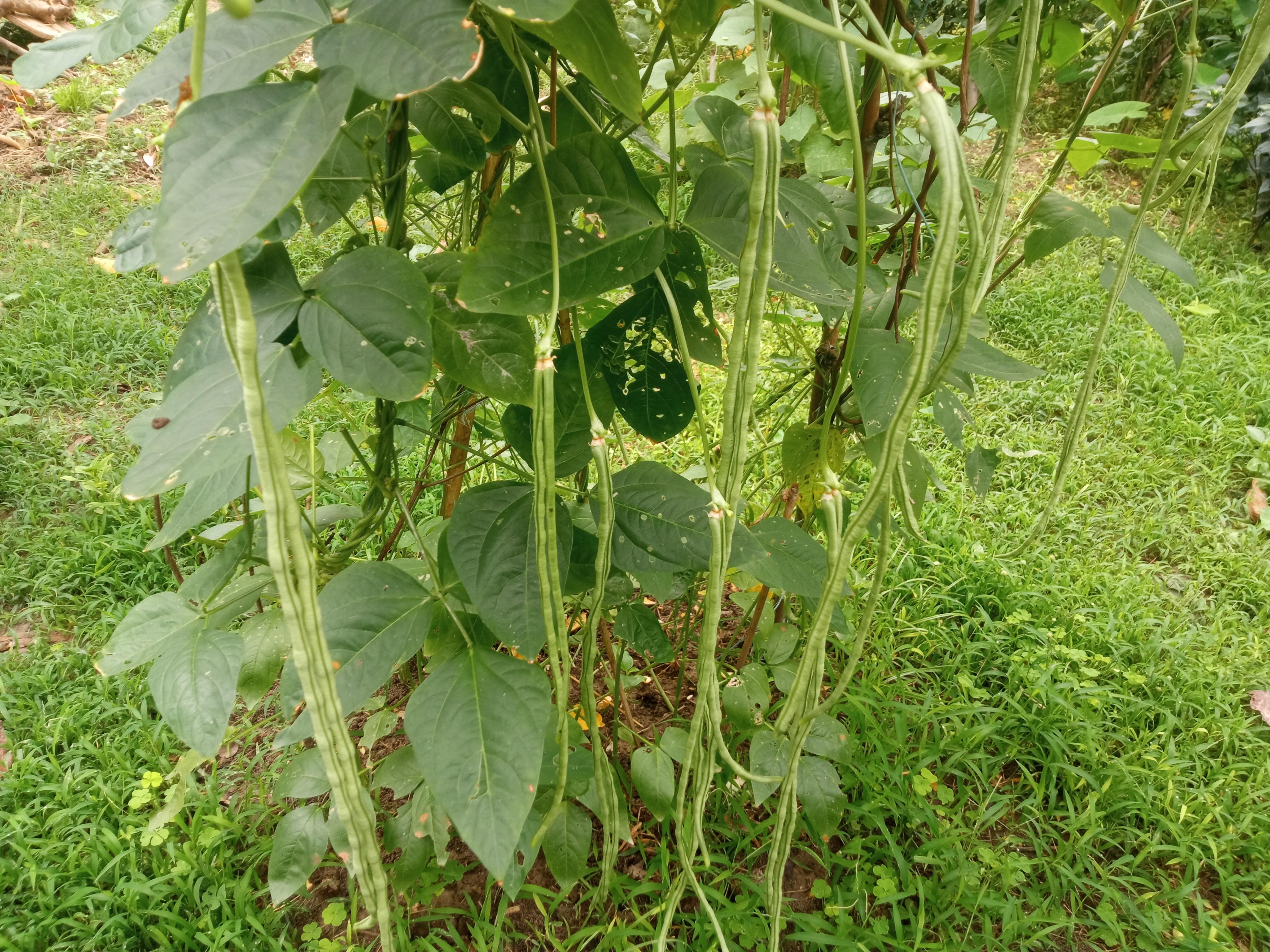 বরবটি (1).jpg