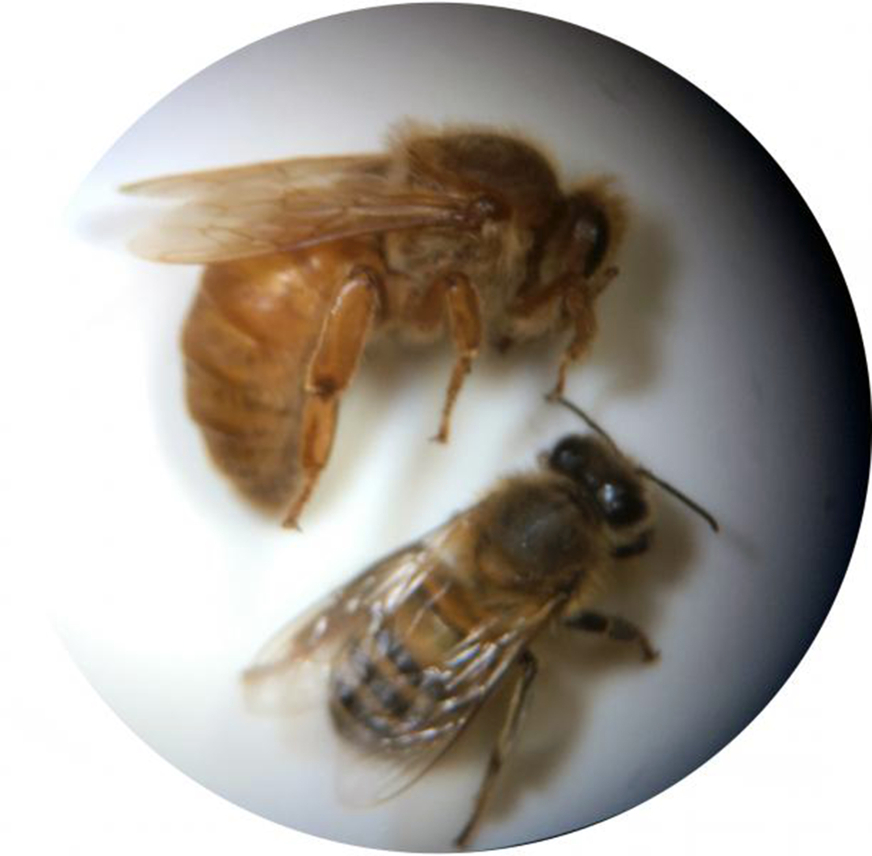 queen and worker bees us cusotm and border protection.jpg