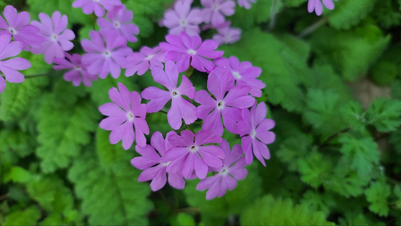 IMAGE 2026-07-12 07:48:46.jpg