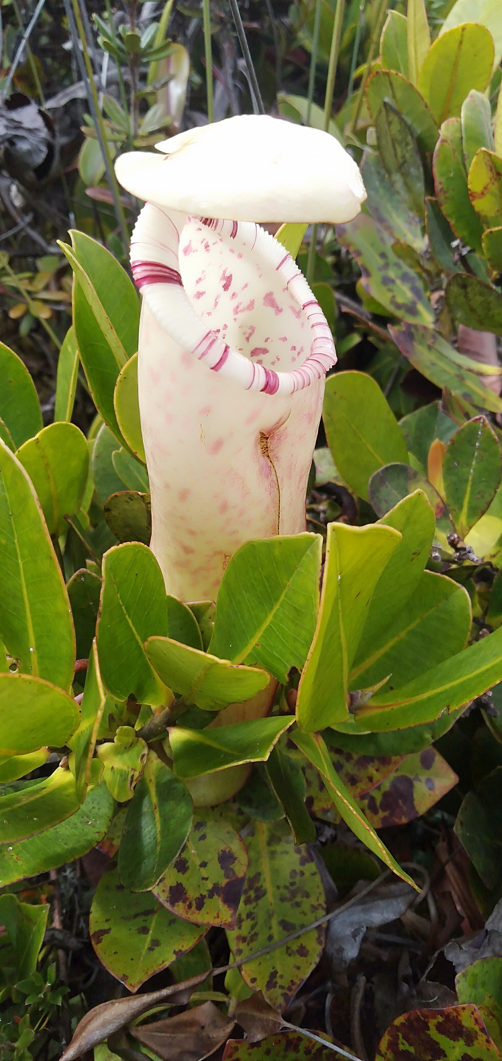IMG20201001093247.jpg
