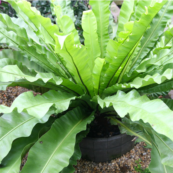 birds-nest-fern.jpg