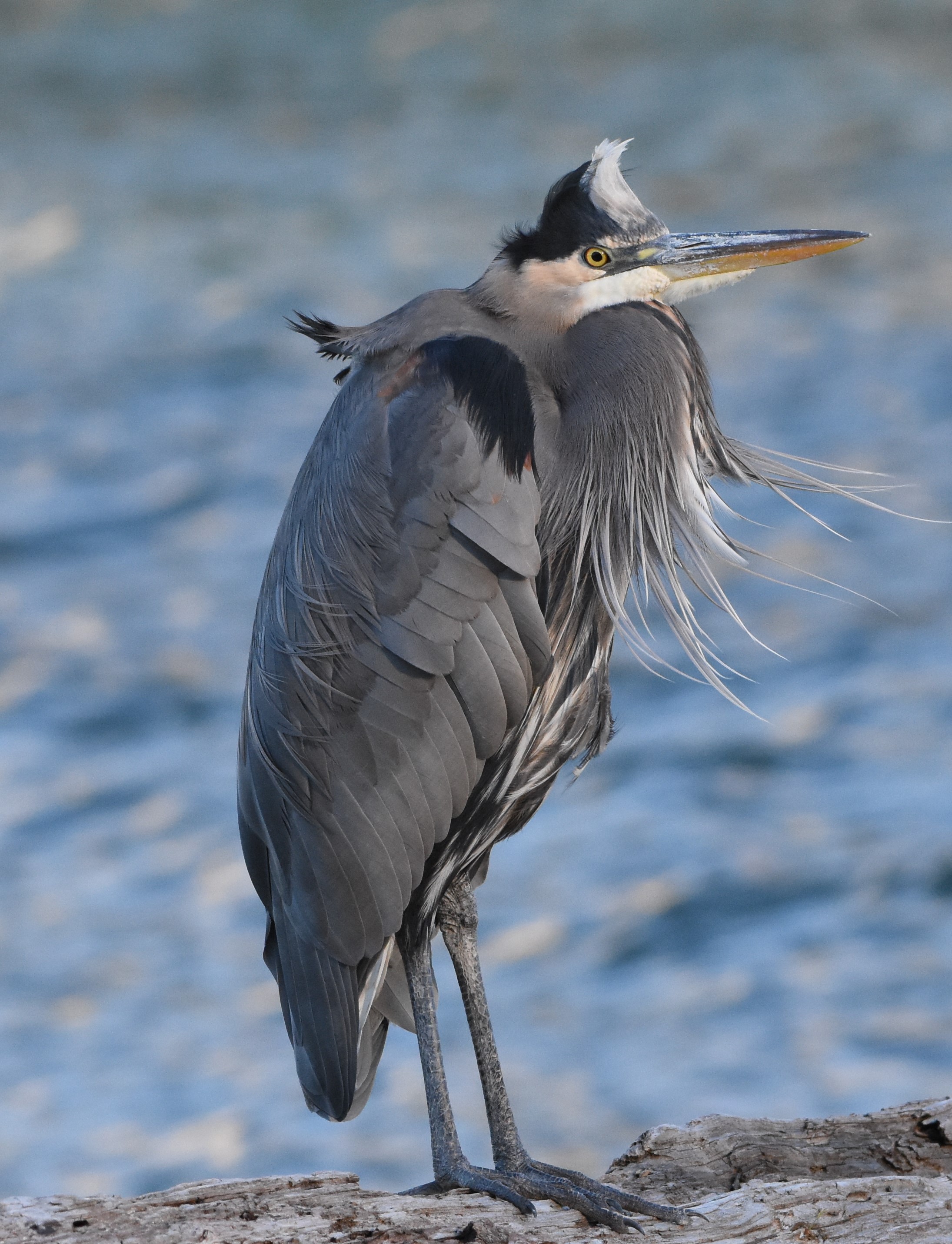DSC_3461.JPG